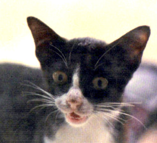 Windmill wanting to come in-001