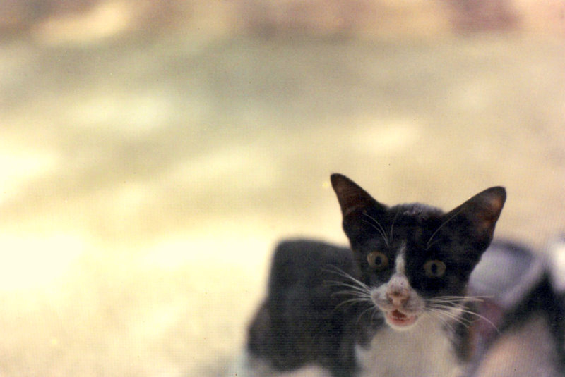 Windmill wanting to come in